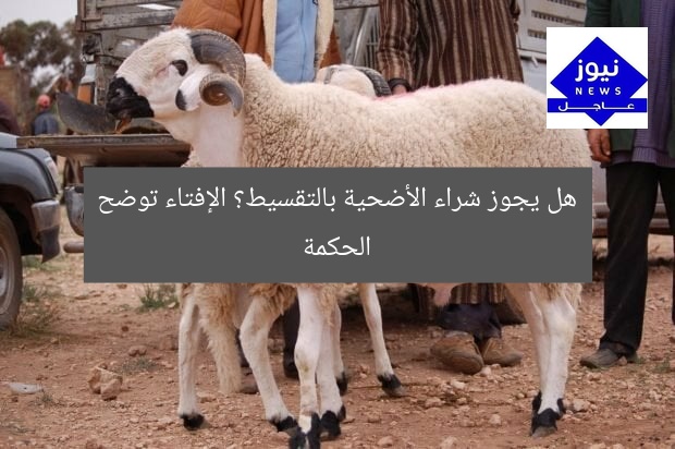 هل يجوز شراء الأضحية بالتقسيط؟ الإفتاء توضح الحكمة