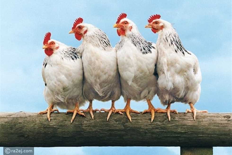 أسعار الفراخ اليوم الأربعاء 20-8-2025 في بورصة الدواجن.. ثمن الدجاجة والكتكوت الأبيض