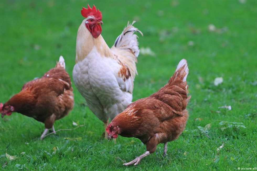 أسعار الفراخ اليوم السبت 16-8-2025 بعد الارتفاع الجديد وبورصة الدواجن الرئيسية الآن