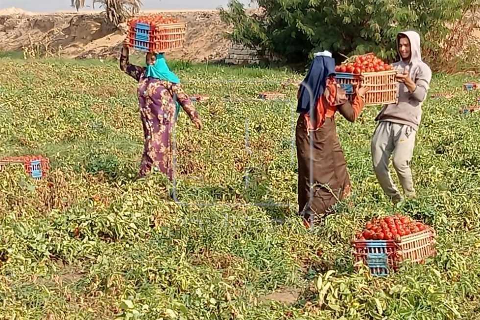 أسعار الخضروات اليوم الخميس 21 أغسطس بأسواق المنيا
