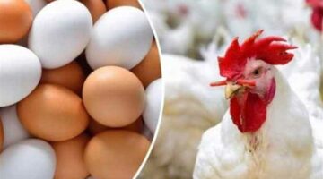 بكام الفراخ النهارده؟ أسعار الدواجن والبيض في أسواق وبورصة الشرقية اليوم الأربعاء 13-8-2025