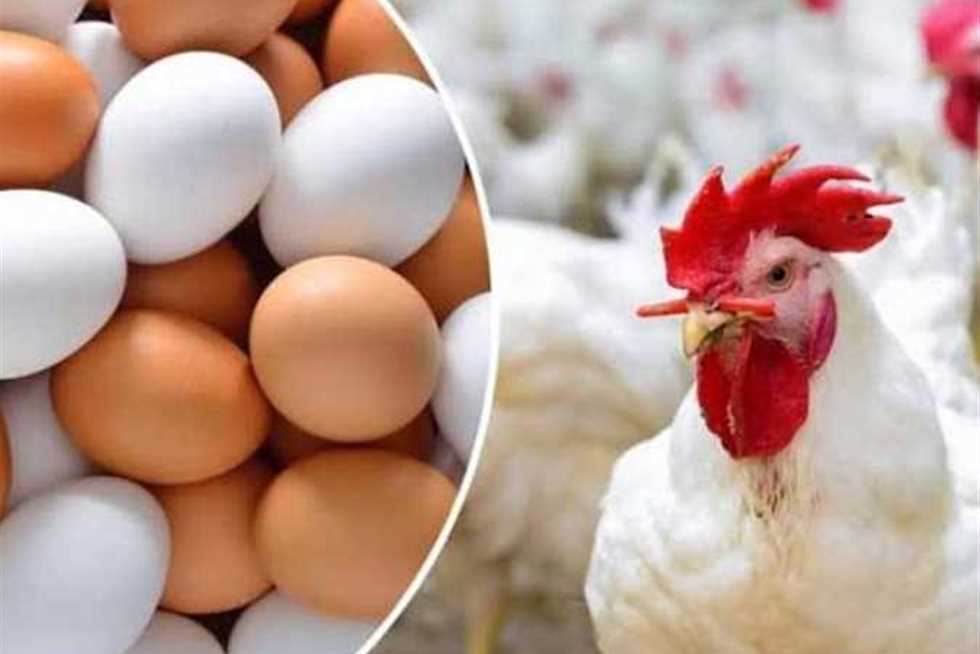 بكام الفراخ النهارده؟ أسعار الدواجن والبيض في أسواق وبورصة الشرقية اليوم الأربعاء 13-8-2025