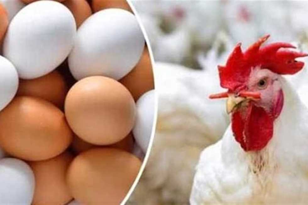 سعر الفراخ البيضاء والساسو وكرتونة البيض بالأسواق اليوم الثلاثاء 2 سبتمبر 2025