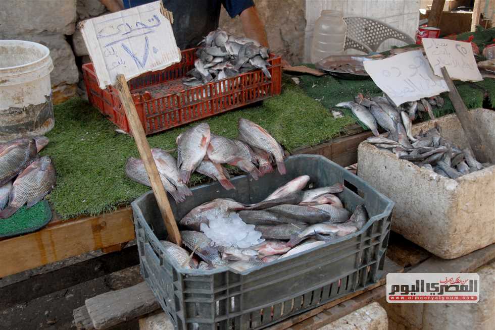 المكرونة بـ210 جنيهات.. أسعار السمك في مطروح اليوم السبت 23-8-2025