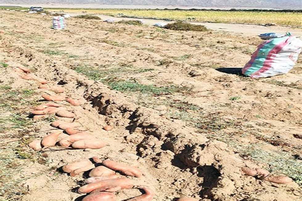 «بطاطا بلا كيماويات» فى جنوب سيناء تحوّل المنطقة إلى جنة زراعية