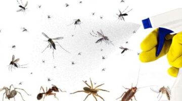 تعرف على أسباب تواجد «حشرات الحمام – الهاموش» وطرق التخلص منه