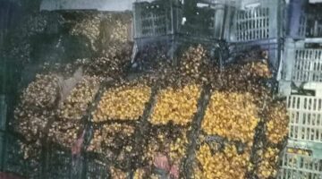 السيطرة على حريق بمخزن للتمور في الوادي الجديد