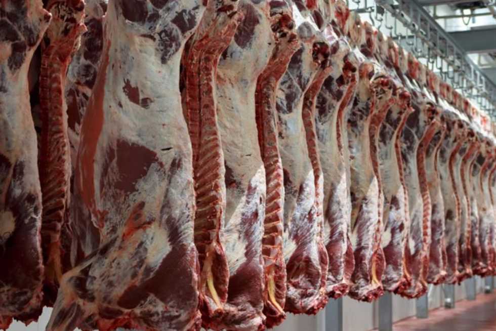 «الجزارين عارفين الكلام ده».. نقيب الفلاحين: سعر كيلو اللحمة الحية لا يزيد عن 165 جنيهًا