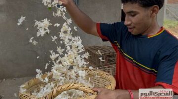 يصنع منها أجود العطور.. زهور الياسمين تسبق «مو صلاح» إلي أوروبا (كلمة السر نجريج)