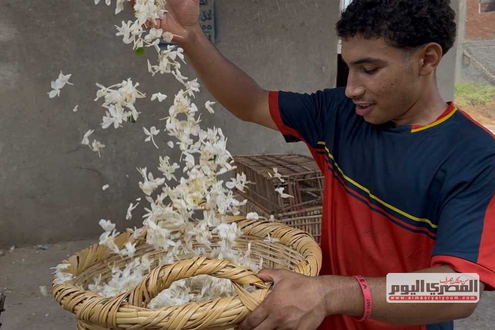يصنع منها أجود العطور.. زهور الياسمين تسبق «مو صلاح» إلي أوروبا (كلمة السر نجريج)