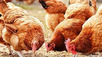أسعار الفراخ اليوم الثلاثاء في مطروح