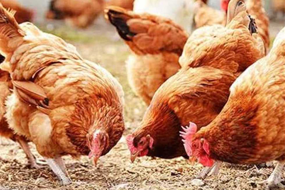 أسعار الفراخ اليوم الثلاثاء في مطروح