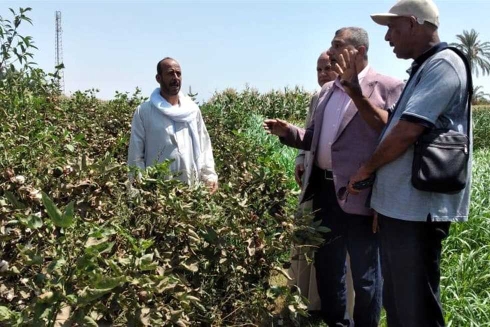 بدء موسم جني القطن في أسيوط (صور)