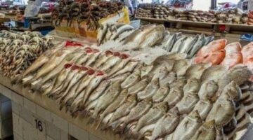 أسعار الأسماك في سوق العبور اليوم الاثنين 11 أغسطس 2025