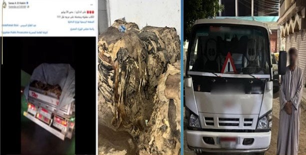 الداخلية تكشف حقيقة وضع سائق «كلاب نافقة» في صندوق سيارته بالجيزة