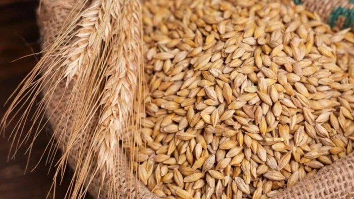 الطن بكام؟.. سعر الأرز الشعير اليوم الأربعاء 27 أغسطس 2025