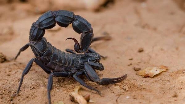 بسبب الحر.. العقارب تلدغ شخصين بالوادي الجديد