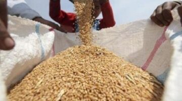 توريد القمح في مصر يتراجع عن المستهدف خلال موسم 2025/2024