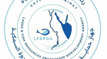 جهاز تنمية البحيرات: إطلاق الدفعة الرابعة من يرقات الجمبري في بحيرة قارون