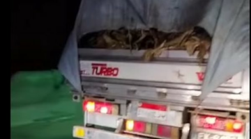 فيديو نقل كلاب مقتولة أعلى محور 26 يوليو يثير الجدل.. ما القصة؟
