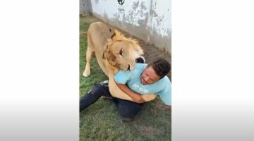 «مجرد مداعبة».. القصة الكاملة لفيديو العامل المصري مع الأسد في مزرعة ليبي