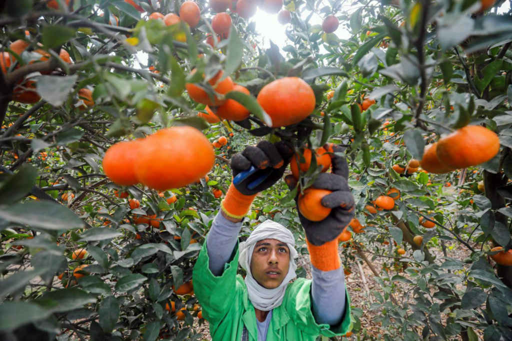 من النيل إلى البلطيق.. رحلة اليوسفي المصري لإستونيا