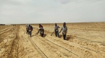 نموًا كبيرًا في استصلاح الأراضي.. القطاع الخاص يرفع مساهمته إلى 94.1 ألف فدان