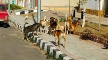 بالتعاون مع الطب البيطري.. حملة لتطعيم الكلاب الضالة شرق الإسكندرية (صور)