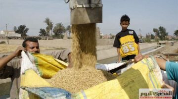 بكام الطن؟.. أسعار الأرز الشعير والأبيض اليوم الأربعاء 10-9-2025 في أسواق الشرقية
