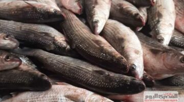 الجمبري 1700.. أسعار الأسماك غدًا بأسواق دمياط