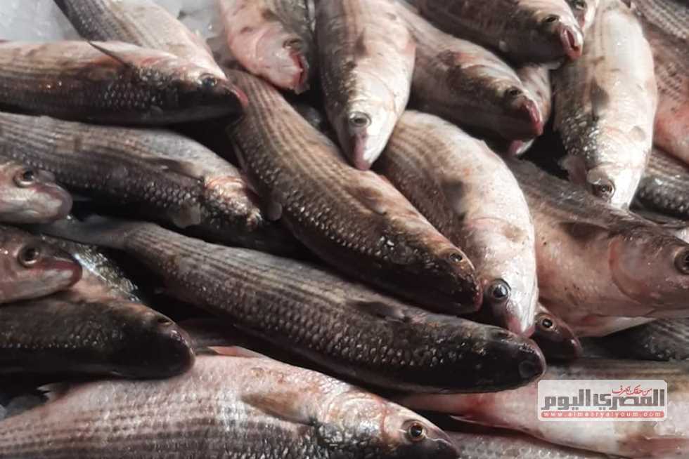 الجمبري 1700.. أسعار الأسماك غدًا بأسواق دمياط