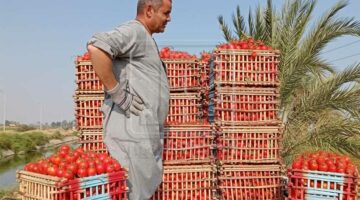 الثوم بـ40 جنيها.. أسعار الخضروات غدًا الإثنين 15 سبتمبر في أسواق المنيا