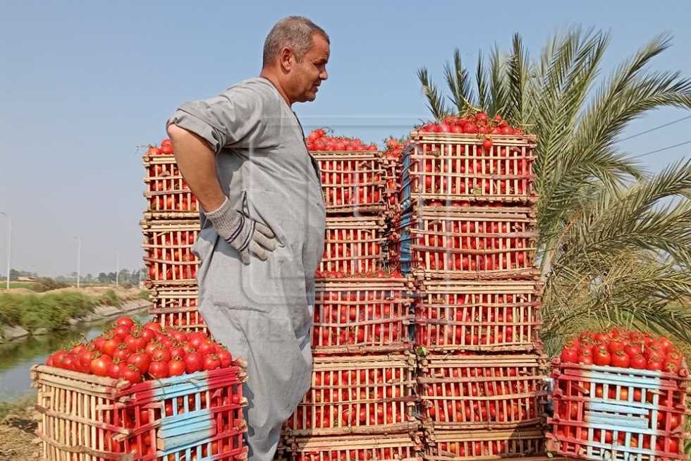 الثوم بـ40 جنيها.. أسعار الخضروات غدًا الإثنين 15 سبتمبر في أسواق المنيا