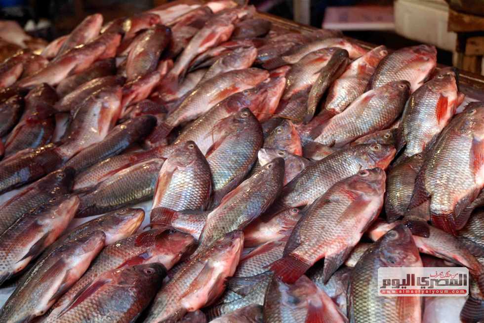 سعر السمك البوري والبلطي والجمبري بسوق العبور اليوم السبت