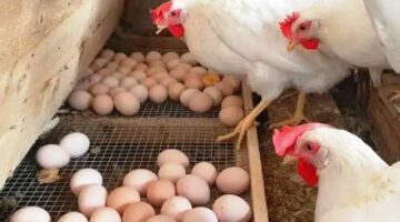 بكام الفراخ البيضاء؟ أسعار الدواجن والبيض في أسواق وبورصة الشرقية الجمعة 26-9-2025