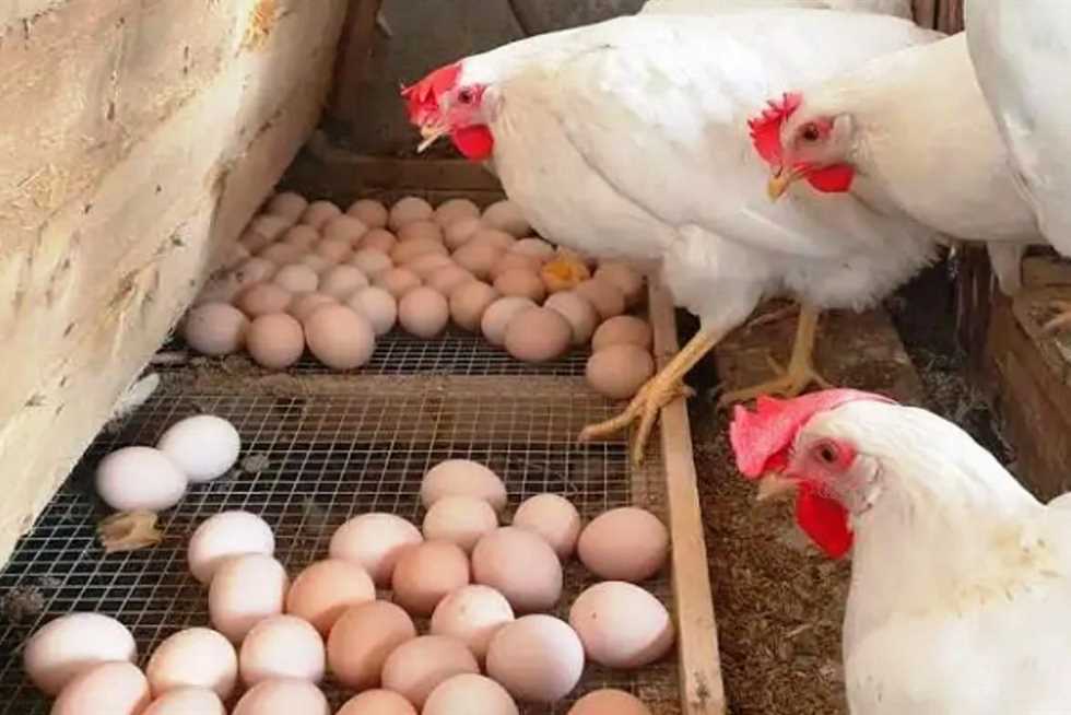 بكام الفراخ البيضاء؟ أسعار الدواجن والبيض في أسواق وبورصة الشرقية الجمعة 26-9-2025