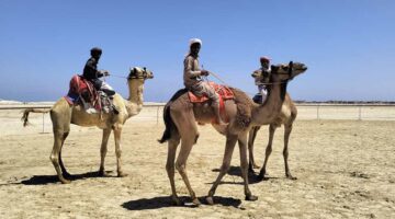 شمال سيناء تقيم مهرجان للهجن بالعريش