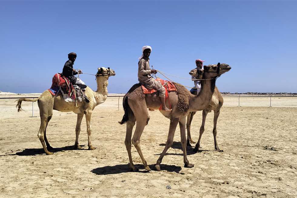 شمال سيناء تقيم مهرجان للهجن بالعريش