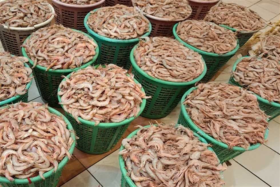بكام الجمبري والكبوريا؟.. أسعار السمك البلطي غدًا بـ أسواق محافظة دمياط