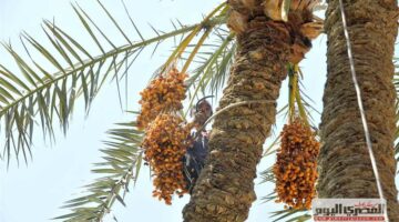 أسعار البلح في مطروح اليوم الأحد 21 سبتمبر 2025