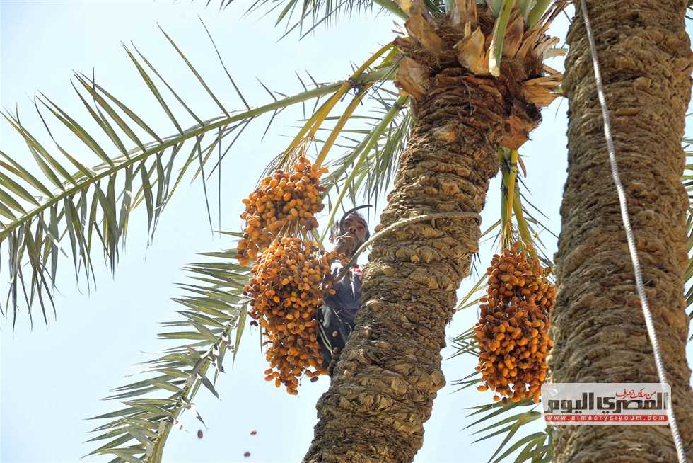 أسعار البلح في مطروح اليوم الأحد 21 سبتمبر 2025