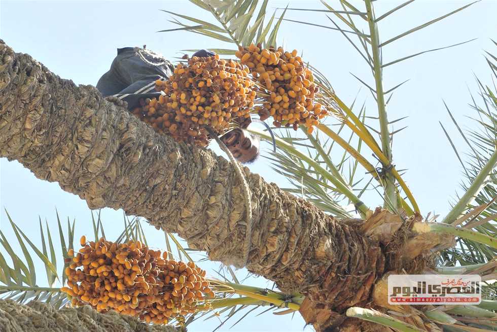 أسعار البلح السيوى في مرسى مطروح الخميس 11 شبتمبر 2025