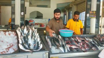الاستاكوزا بـ650 جنيه.. أسعار السمك اليوم في مرسى مطروح
