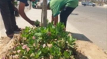 وزيرة التنمية المحلية: بدء زراعة محور صلاح سالم الجديد وتعزيز المظهر الحضاري للمحاور والطرق الرئيسية
