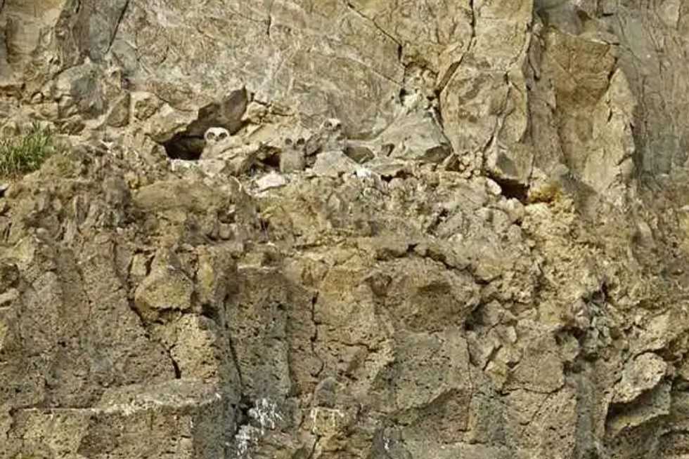 اختبار قوة ملاحظة.. أين البوم الثلاثة؟