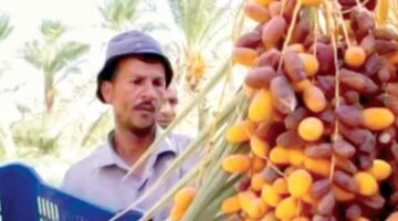 المجدول يصل لـ360 جنيهًا.. أسعار البلح في سيوة اليوم الثلاثاء 30 سبتمبر 2025