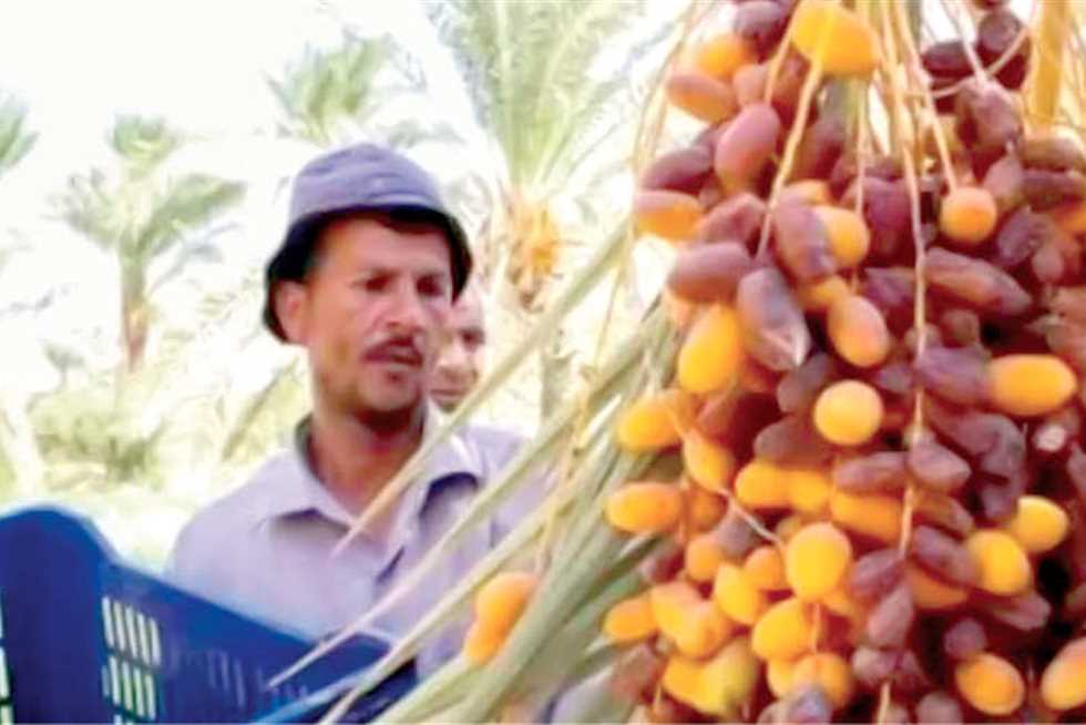 المجدول يصل لـ360 جنيهًا.. أسعار البلح في سيوة اليوم الثلاثاء 30 سبتمبر 2025