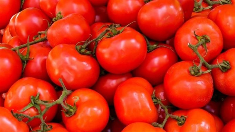 بيان رسمي من وزارة الزراعة ينفي وجود طماطم معالجة كيميائياً في الأسواق