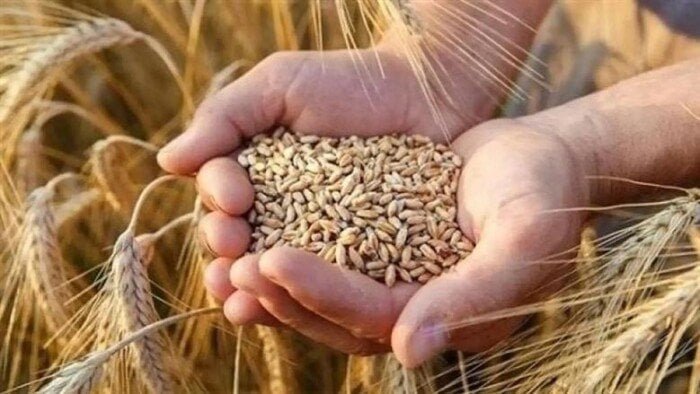 سعر طن الأرز الشعير اليوم الأربعاء 2025 في المضارب والأسواق