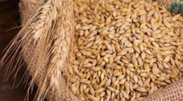 سعر طن الأرز الشعير اليوم الجمعة 5 سبتمبر 2025 في الأسواق